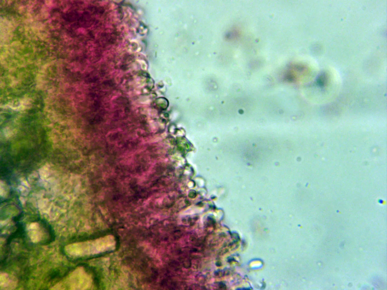 Microscopía de Allophlebia ludoviciana - 10 - Basidios 1